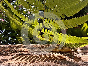 Sunlight through green fern on old red brick wall , natural background