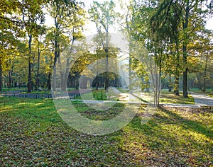 Sunlight in the green forest, spring time