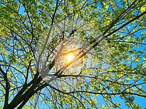 Sunlight in the green forest, spring time, Nature Wood Sunlight Background