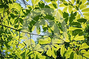 Sunlight through green leaves. Hornbeam Carpinus