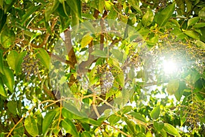 Sunlight through green leaves in summer. Abstract for background