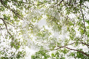 Sunlight through green tree crown - low angle view.