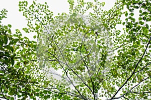 Sunlight through green tree crown - low angle view.