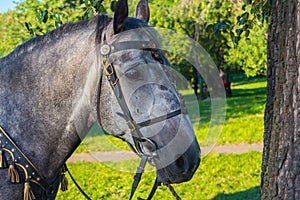 Sunlight in a grey horse eye