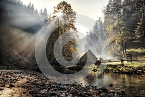 Sunlight, haze and tree in forest