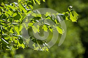 sunlight on hazel leaves in the forest