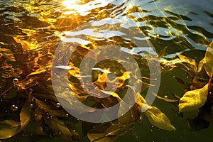 sunlight highlighting tea leaf textures in water