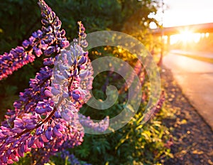 Sunlight illuminate lupine flower near road after rain