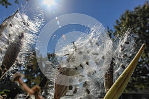 Sunlight Illuminated Angel Hair Milkweed Seeds