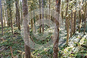 Sunlight Illuminates Oregon Temperate Rainforest