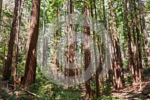 Sunlight illuminating a Coastal Redwood forest Sequoia Sempervirens, Santa Cruz Mountains, California