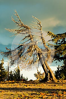 Sunlight illuminating a dead tree located in the central Oregon high desert.