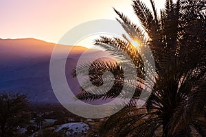 Sunlight illuminating a palm tree at sunset, Palm Springs, California