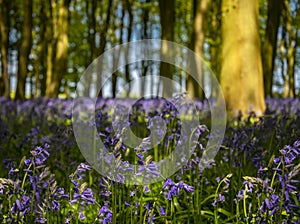 Sunlight illuminating woods with a carpet of bluebells