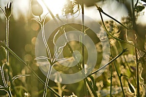 sunlight illumines meadow plants , milfoil