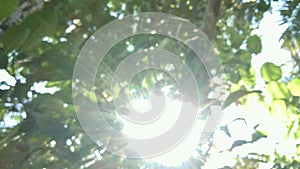 sunlight, jackfruit , leaves and bokeh1