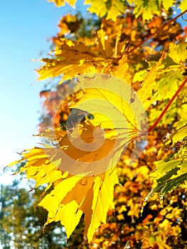 Sunlight through a large yellow leaf