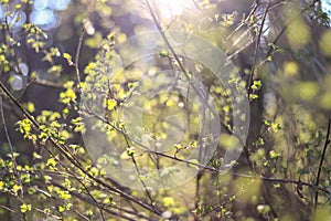 Sunlight in Latvian forest.