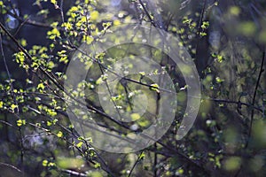 Sunlight in Latvian forest.