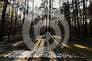 Sunlight in Latvian forest.