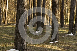 Sunlight in Latvian forest