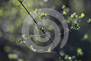 Sunlight in Latvian forest.