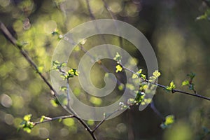 Sunlight in Latvian forest