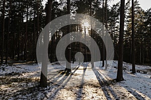 Sunlight in Latvian forest.