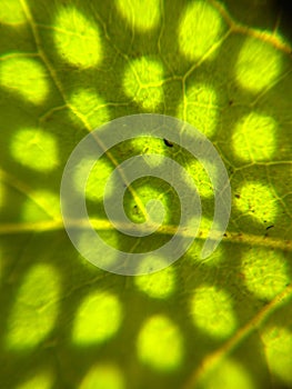 Sunlight on leaf macroscopic photography