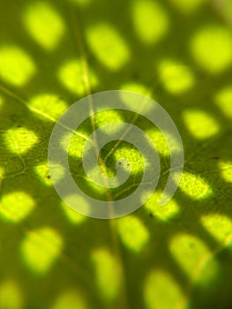 Sunlight on leaf macroscopic photography