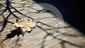 sunlight leaf shadow