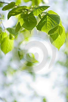 Sunlight on leaves