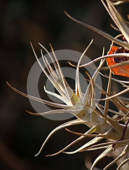 SUNLIGHT ON LEAVES OF EPIPHYTE AND RUST COLOURED DRY AUTUMN LEAVES STUCK BETWEEN