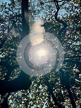 Sunlight through leaves on top tree under blue sky in the park. Blur image with silhouette.