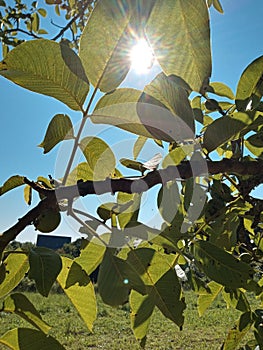 Sunlight between the leaves of the walnut tree on summer afternoons in natural Cantabria