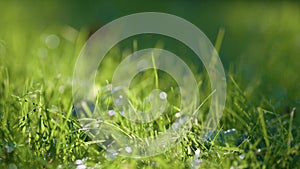 Sunlight lie green grass beautiful meadow close up. Fresh lawn lit soft sunshine