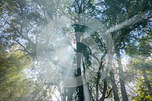 Sunlight through light tree and fog