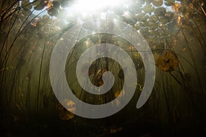Sunlight and Lily Pads Underwater in New England Lake