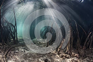 Sunlight and Mangrove Forest