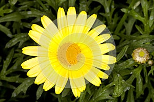 Sunlight Marguerite Argyranthemum frutescens