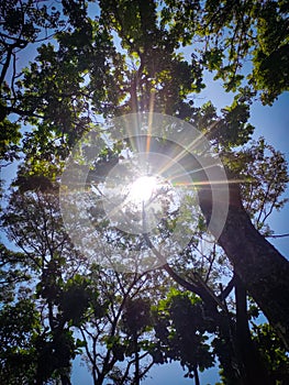 Sunlight in the middle of a tree branch