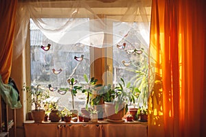 Sunlight from outside window streams into a room thick yellow curtains and white tulle. Plants and trees on a windowsill