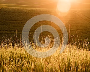 Sunlight over the farms and wheat fields