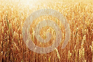 Sunlight over field of ripe golden wheat. Autumn harvest time