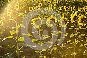 Sunlight over field of sunflowers