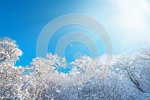 Sunlight over oakforest during winter