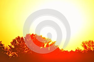 Sunlight over tree silhouettes in red colors, blurred image, landscape