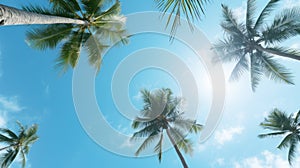 Sunlight Through Palm Trees