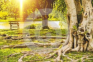 Sunlight in a Park in city. Spring meadow with big tree with fresh green leaves