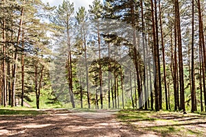 Sunlight passes through the pine trees in the spring forest. Park area for relaxation and walking